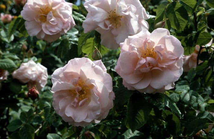 rose 'Fritz Nobis'