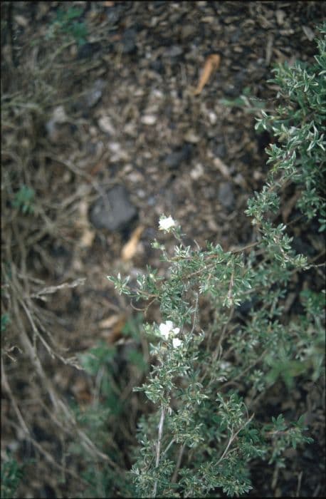 shrubby cinquefoil 'Abbotswood Silver'