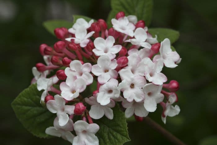 Koreanspice viburnum