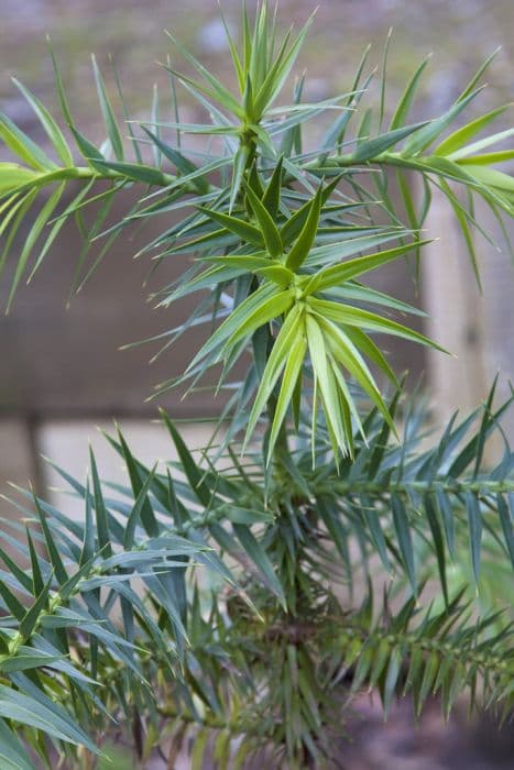 Brazilian pine tree