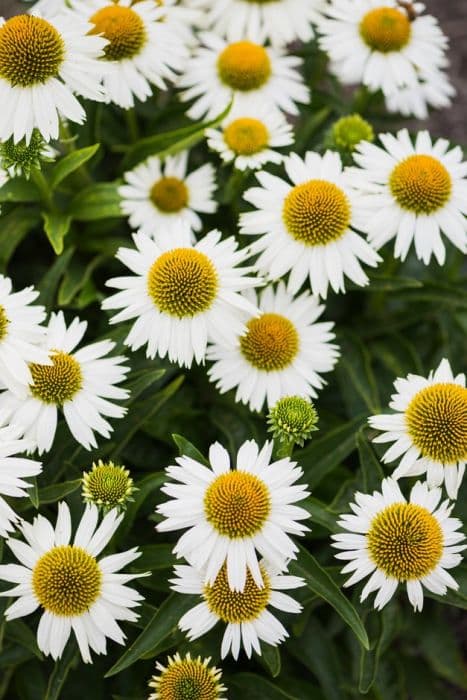 coneflower 'White Meditation'