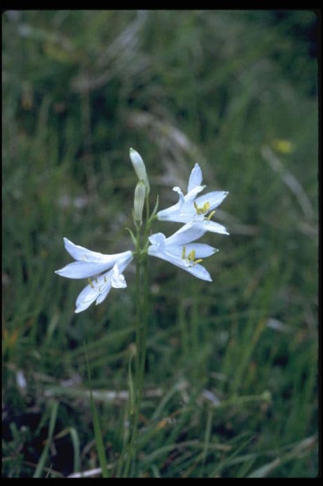 St Bruno's lily