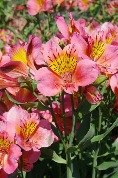 Peruvian lily 'Sirius'