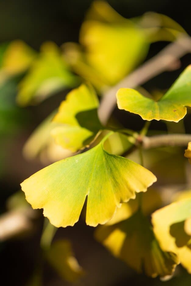 maidenhair tree 'Autumn Gold'