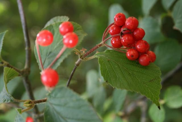 Hupeh province viburnum