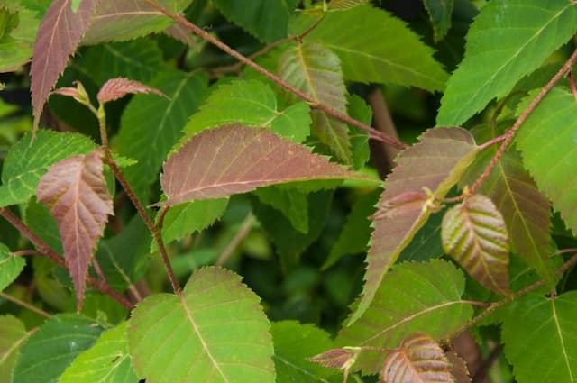 Himalayan Birch 'K. Ashburner'