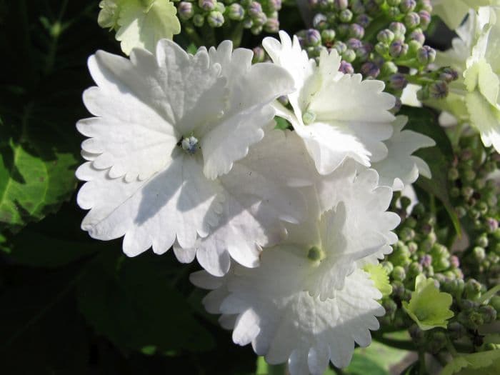 hydrangea 'Koria'