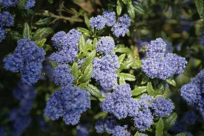 Californian lilac 'Cynthia Postan'