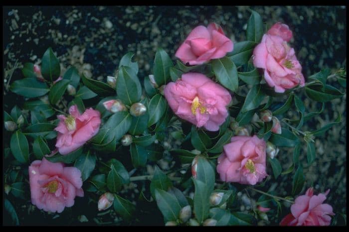 camellia 'George Blandford'