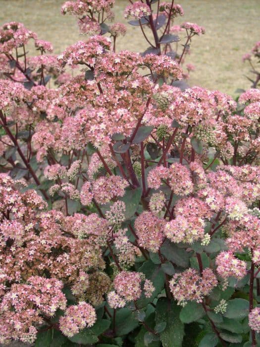 orpine 'Strawberries and Cream'