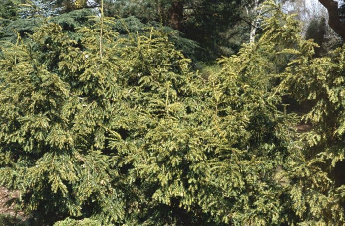 common yew 'Adpressa Variegata'