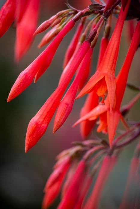 fuchsia 'Thalia'