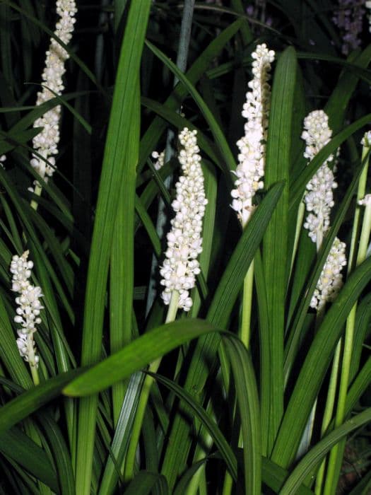 lilyturf 'Monroe White'