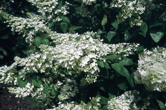 Hardy white-flowered hydrangea