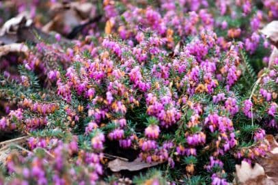 heather 'David's Seedling'