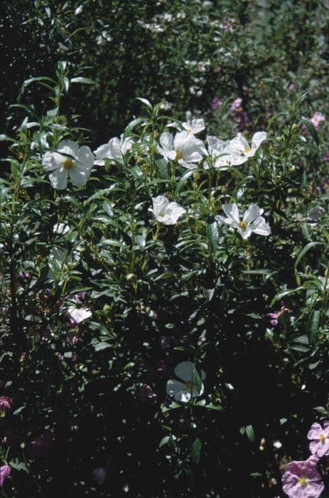 common gum cistus