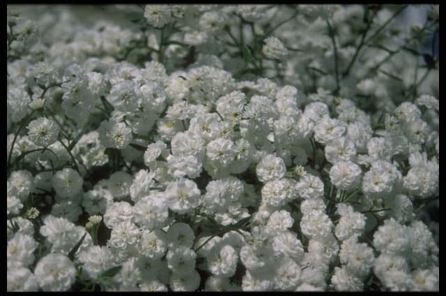 Sneezewort The Pearl Group