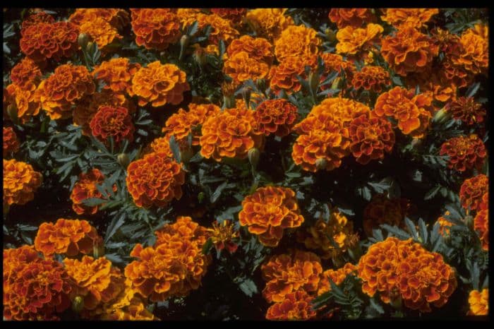 French marigold 'Safari Mixture'