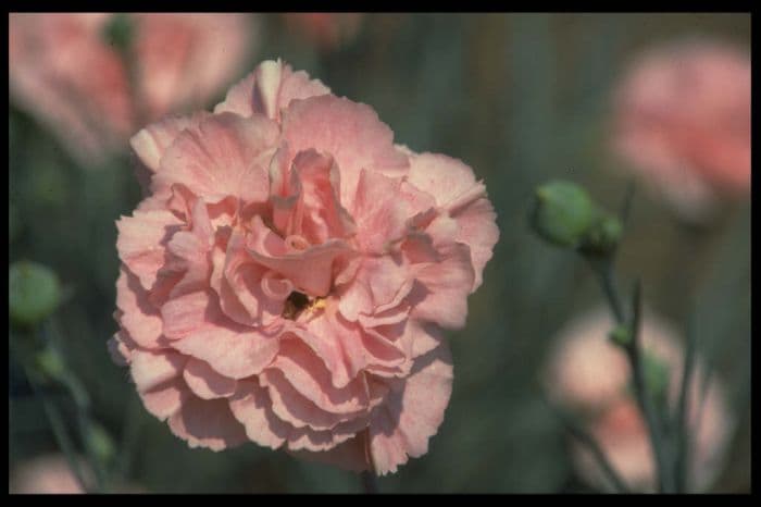 pink 'Letitia Wyatt'