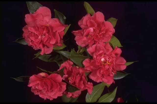 Camellia 'Scentsation'