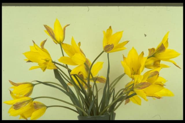 Altai mountain tulip