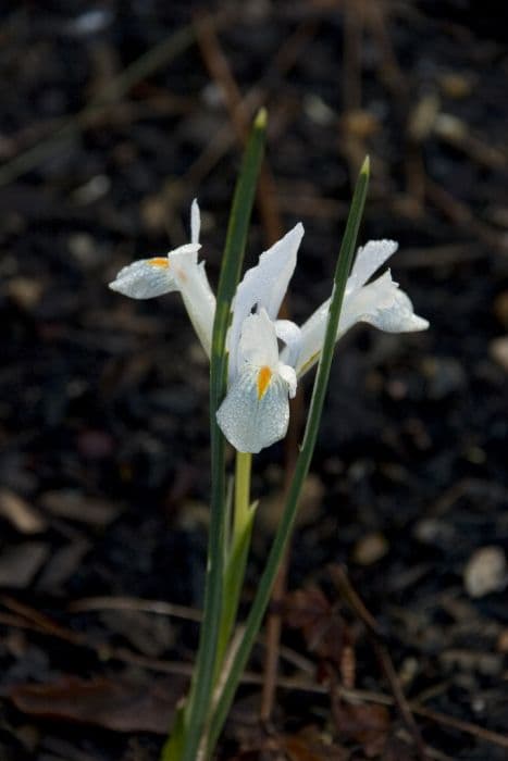 iris 'Natascha'