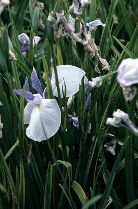 Japanese water iris 'Returning Tide'