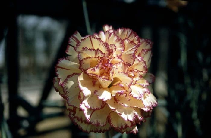 perpetually flowering carnation 'Incas'