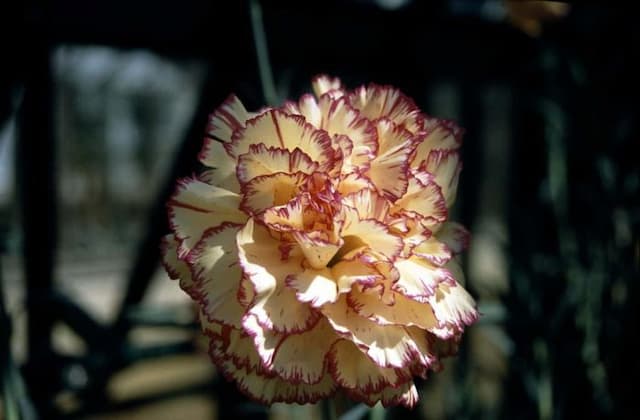 Perpetually flowering carnation 'Incas'