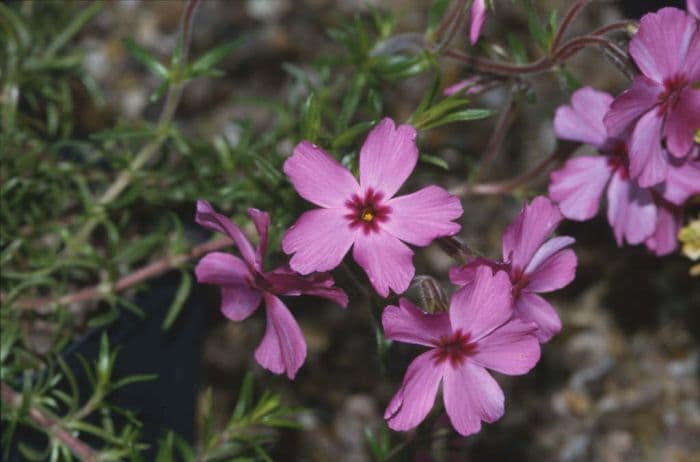 moss phlox 'Red Wings'