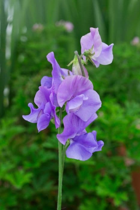 sweet pea 'Noel Sutton'