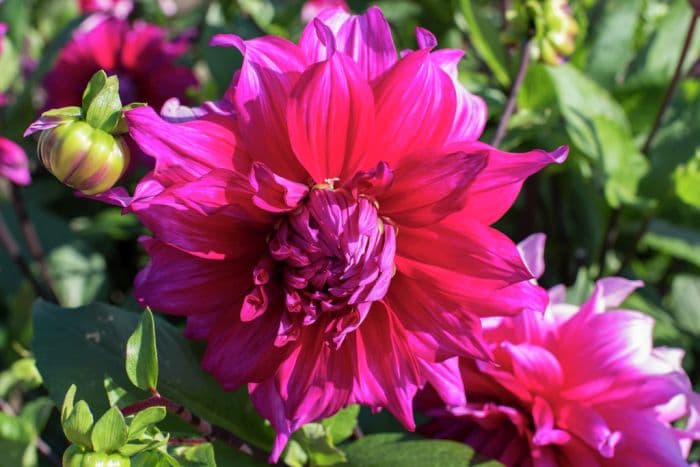 dahlia 'Jocondo'