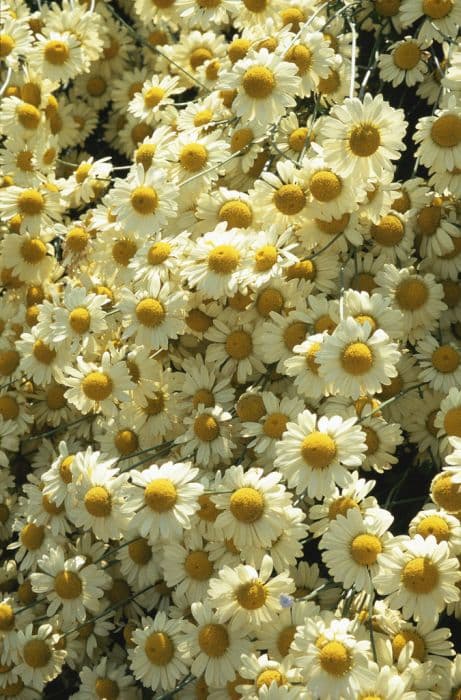 dyer's chamomile 'Wargrave Variety'