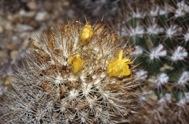 Cuming crown cactus