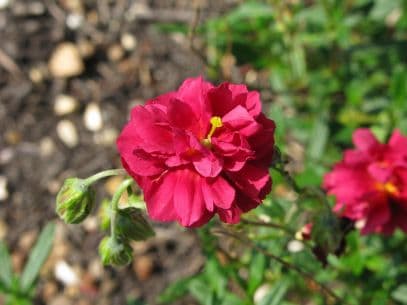 rock rose 'Cerise Queen'