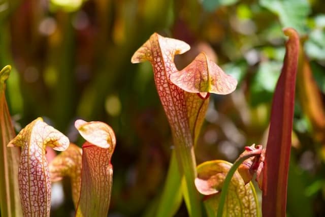 Pitcher plant 'Judy'