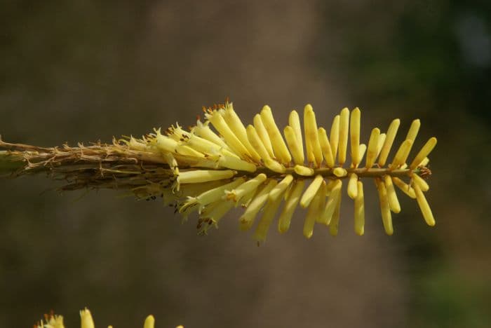 red-hot poker 'Vanilla'