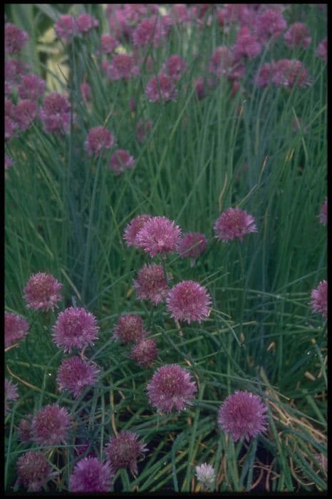 chives 'Black Isle Blush'