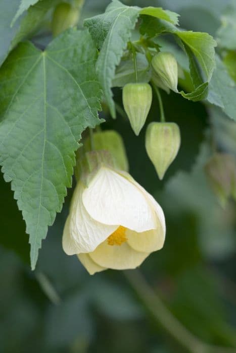 abutilon 'Lemon Queen'