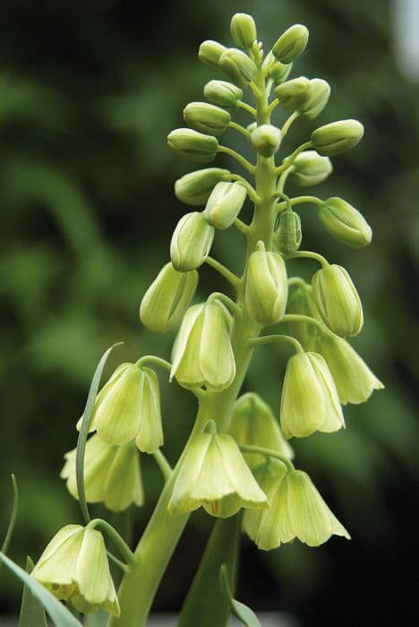 fritillary 'Ivory Bells'