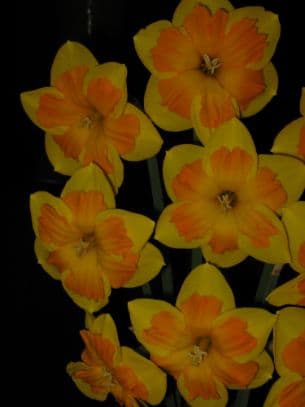 Daffodil 'Boslowick'