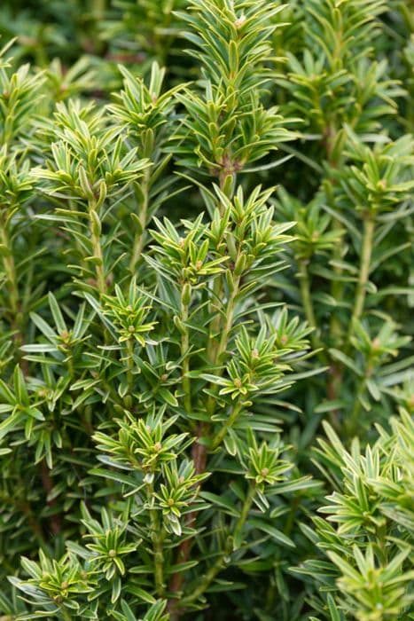 common yew 'Icicle'