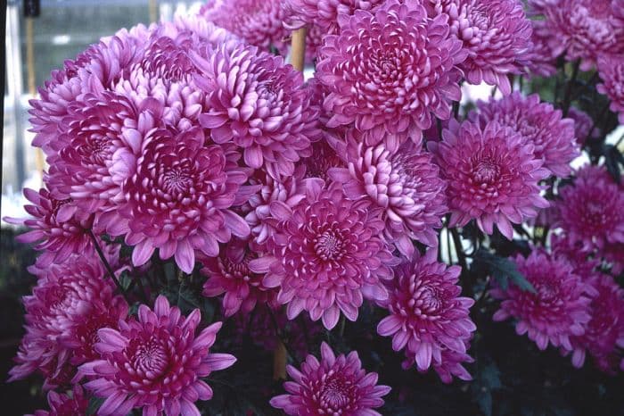 chrysanthemum 'Dark Pink Gin'