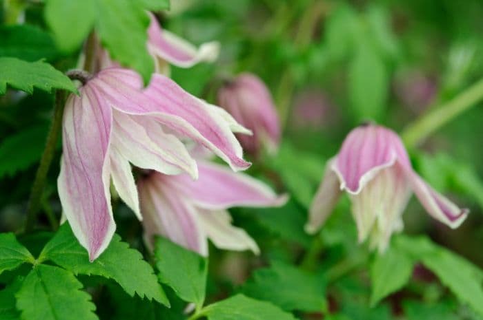 clematis 'Propertius'