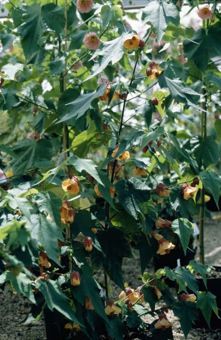 abutilon 'Linda Vista Peach'