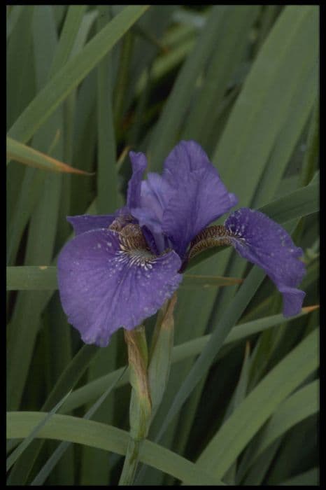 Siberian iris 'Oban'