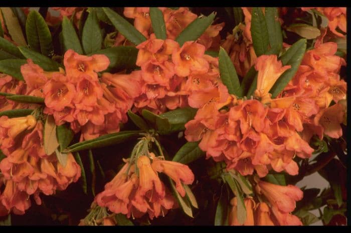 rhododendron 'Fabia'