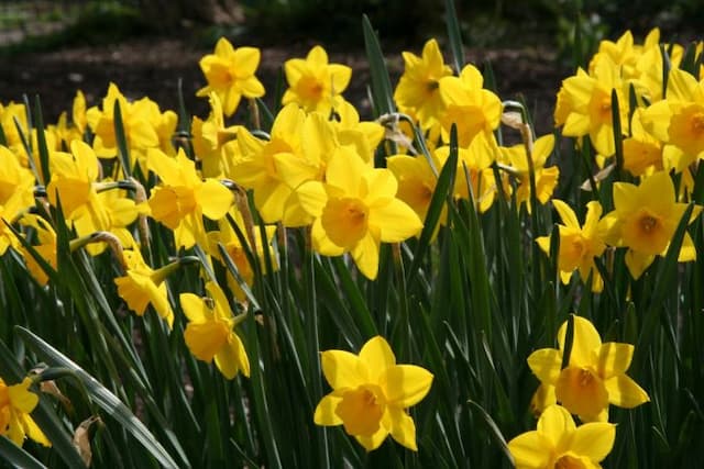 Daffodil 'Rosemoor Gold'
