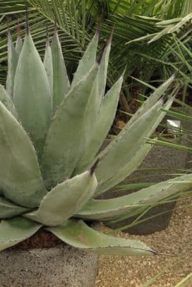 Havard's agave