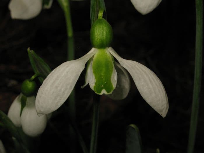 snowdrop 'Merlin'